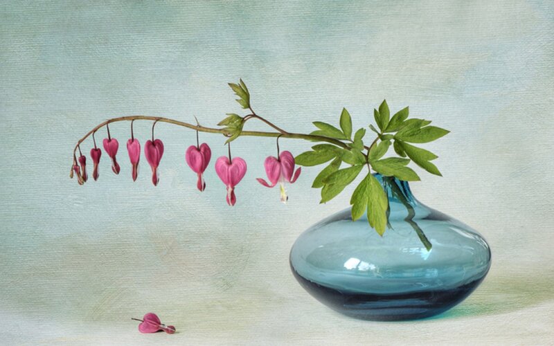 Bleeding Heart Flower