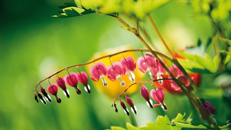 Bleeding Heart Flowers — Green, Serene