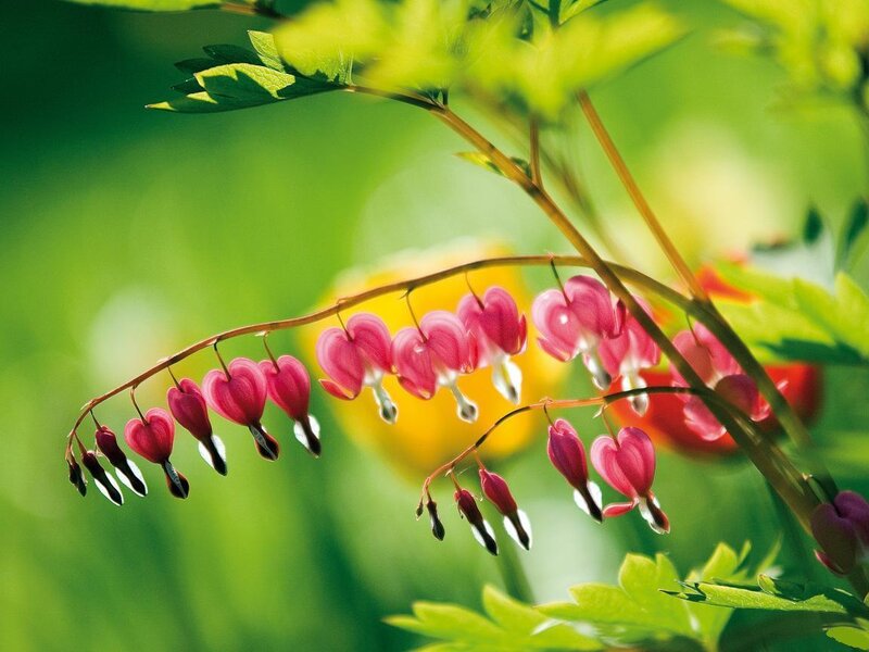 Bleeding Heart Flowers — Green