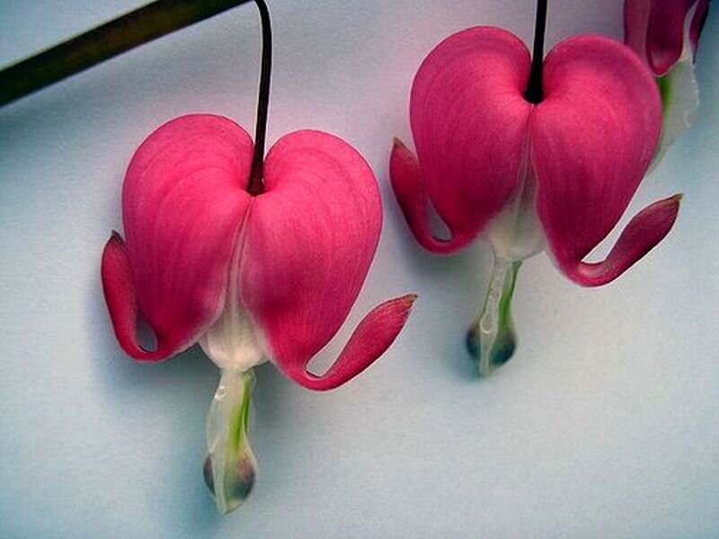 Bleeding Heart Flowers — Pink, Calm, Photograph, Stems