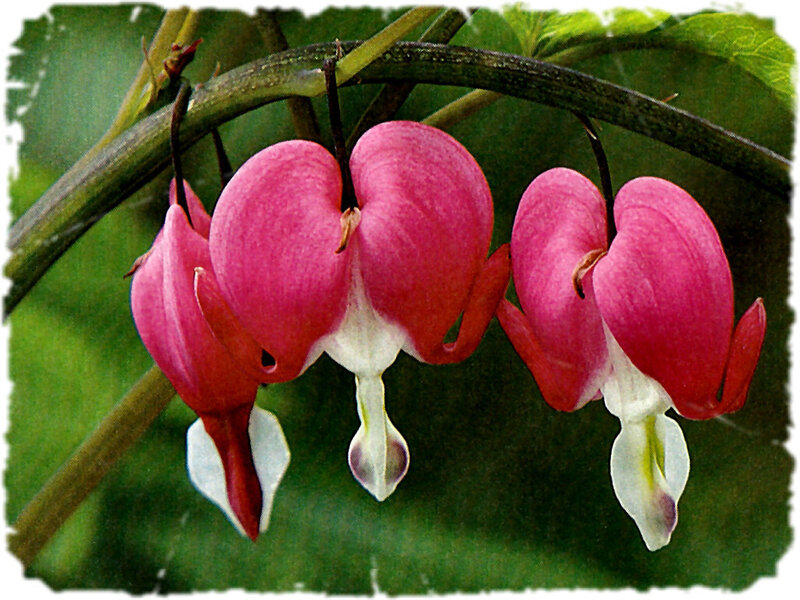 Bleeding Heart Flowers — Pink, Calm, Photograph