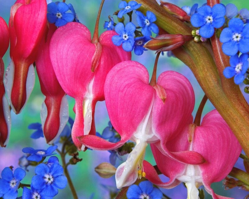 Bleeding Heart Flowers — Pink, Calm, Spring, Photograph, Blue Forget-me-nots