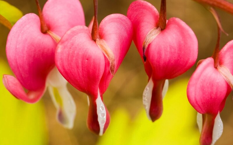 Bleeding Heart Flowers — Pink, Calm, Spring, Photograph