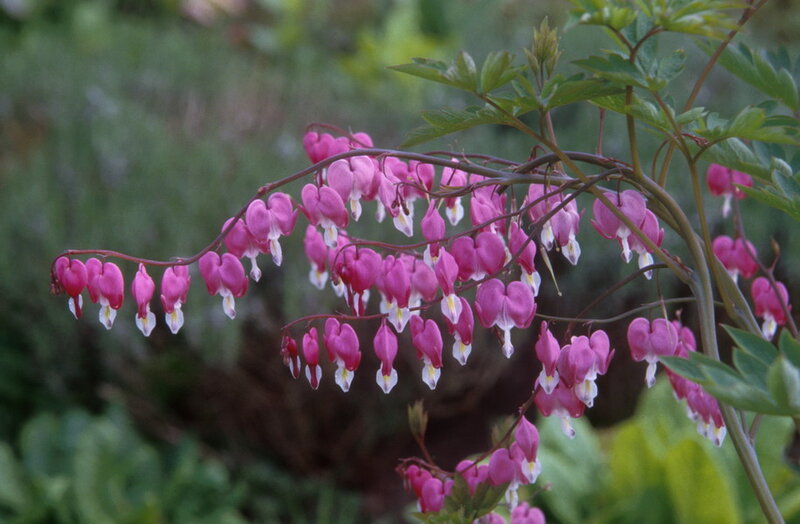 Bleeding Heart Flowers — Pink, Calm, Spring