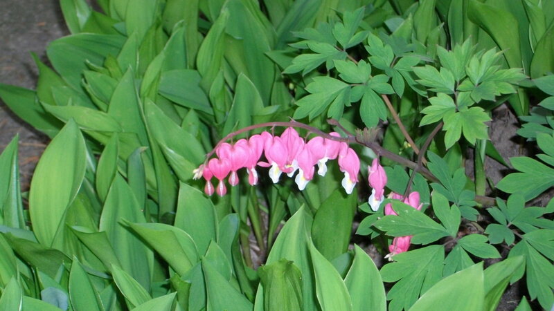 Bleeding Heart Flowers — Pink, Calm