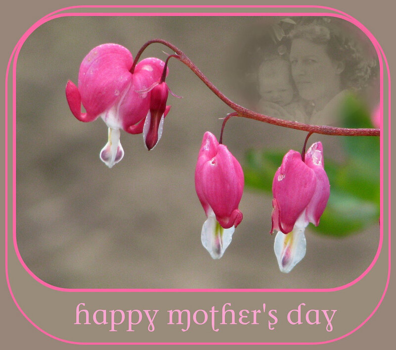 Bleeding Heart Flowers — Pink, Sentimental