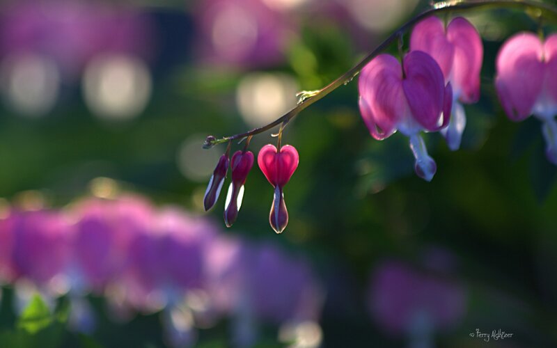 Bleeding Heart Flowers — Pink, Serene, Afternoon, Photograph