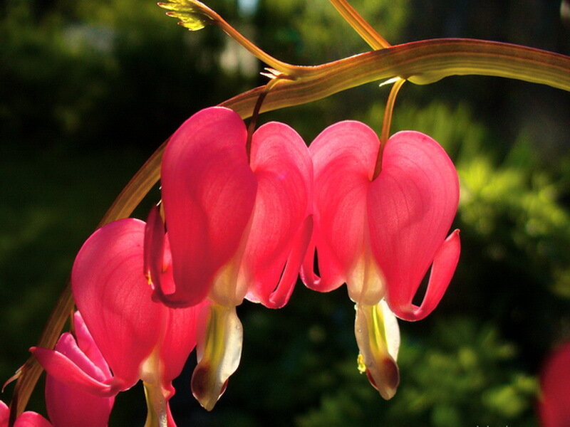 Bleeding Heart Flowers — Pink, Serene, Afternoon