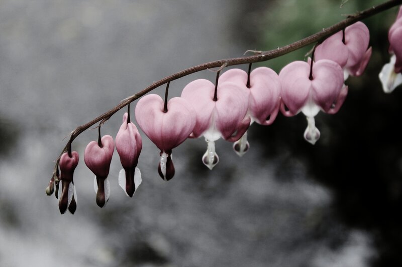 Bleeding Heart Flowers — Pink, Serene, Photograph