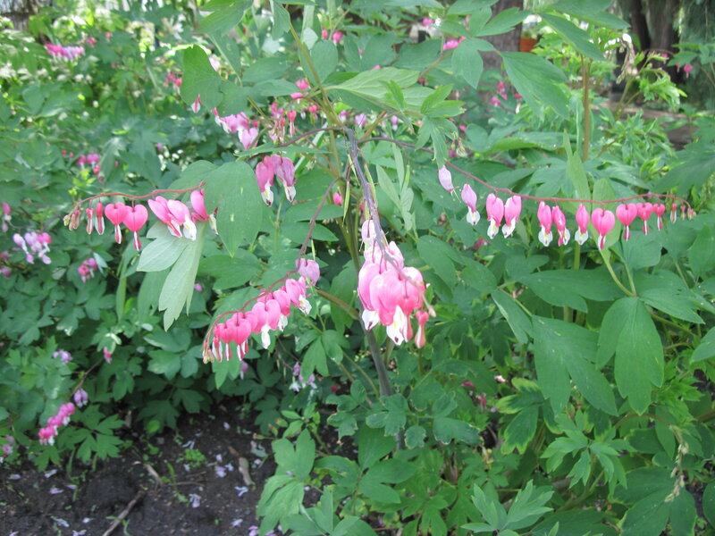 Bleeding Heart Flowers — Pink, Serene, Spring, Photograph, Green Leaves