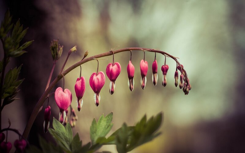 Bleeding Heart Flowers — Pink, Serene, Spring, Photograph, Stem