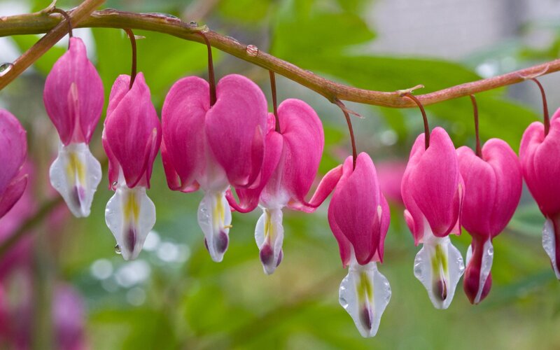 Bleeding Heart Flowers — Pink, Serene, Spring, Photograph