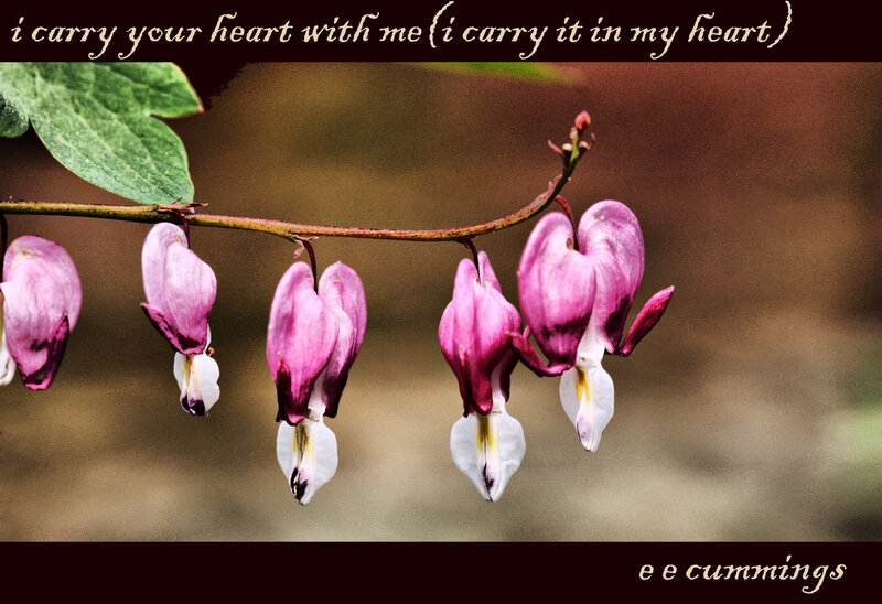 Bleeding Heart Flowers — Pink, Serene, Spring