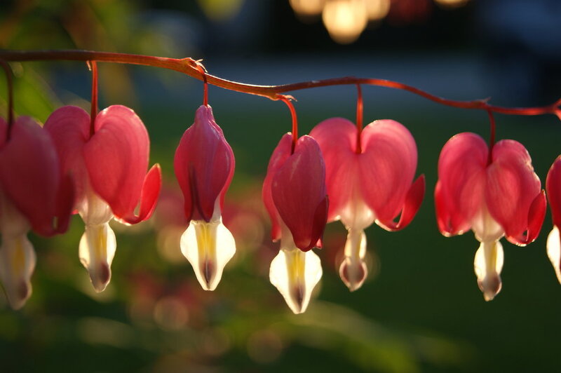 Bleeding Heart Flowers — Pink, Serene, Sunset