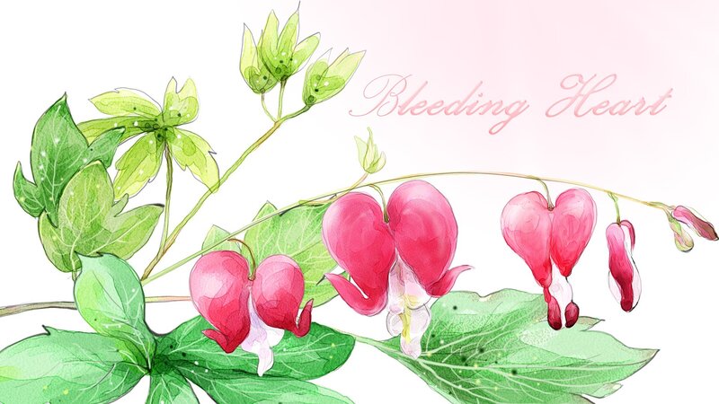 Bleeding Heart Flowers — Pink, Serene