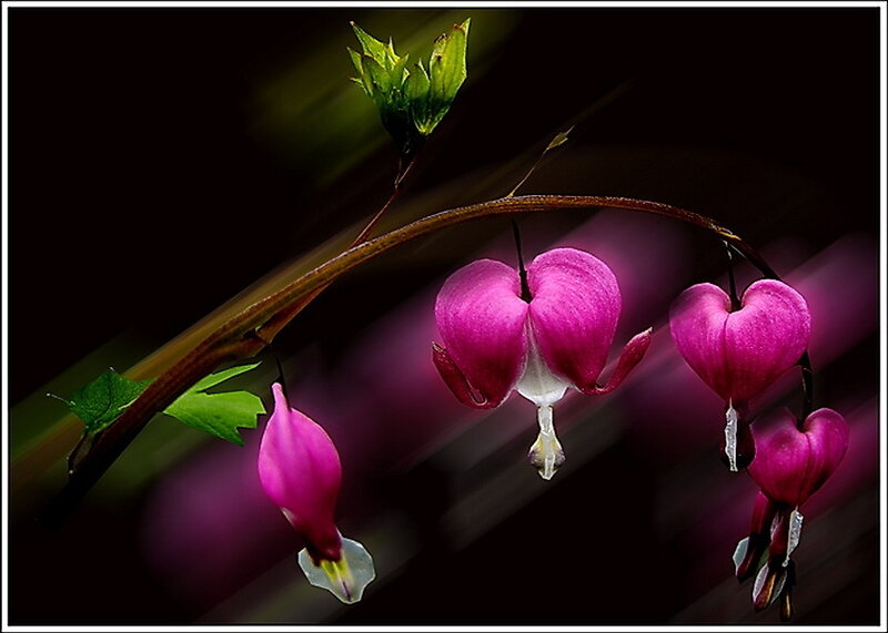 Bleeding Heart Flowers — Pink