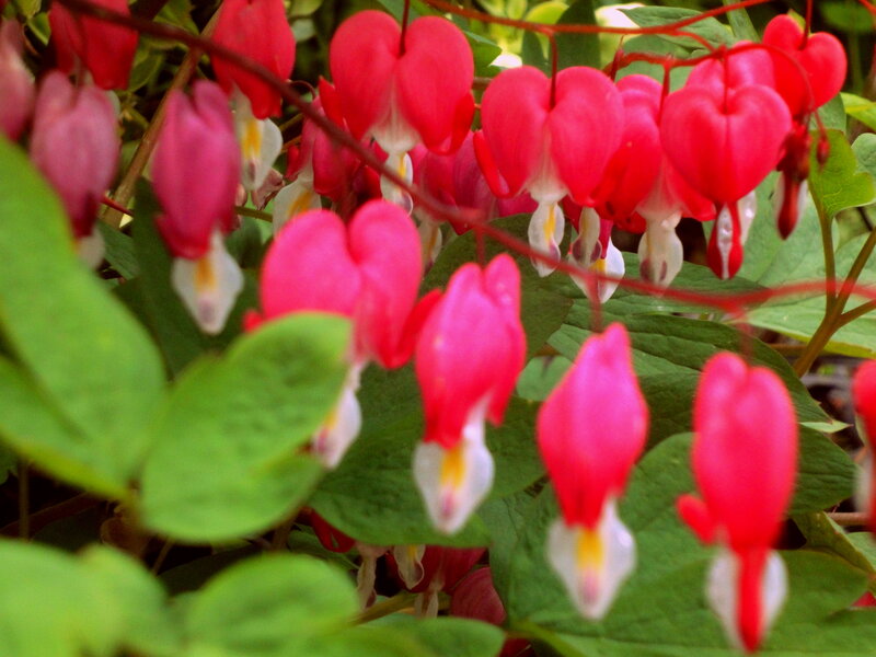 Bleeding Heart Flowers — Red