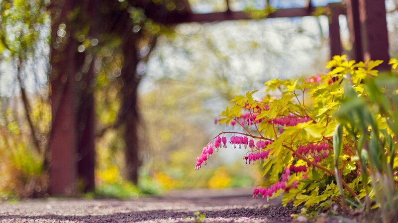 Bleeding Heart Plant — Pink