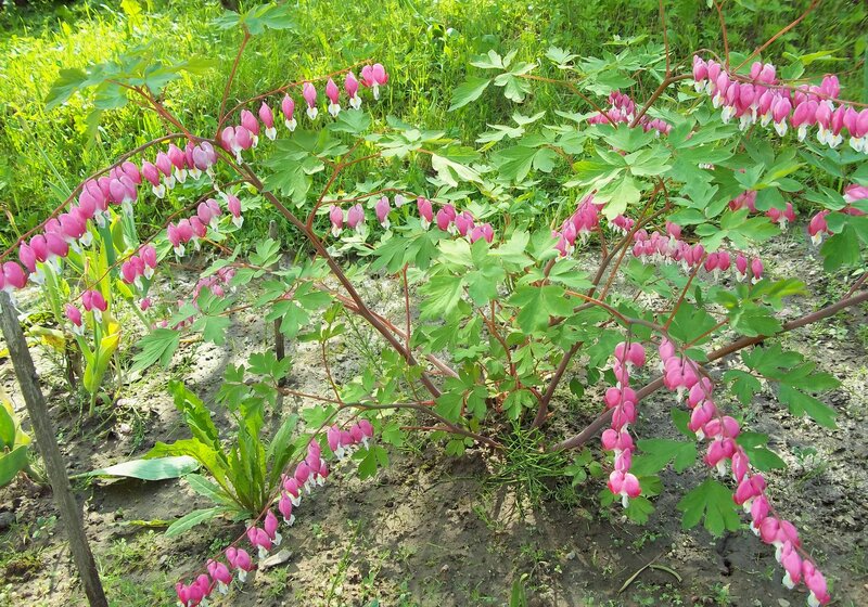 Bleeding Heart Plant