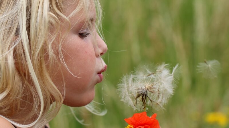 Blonde Child Blowing Dandelion