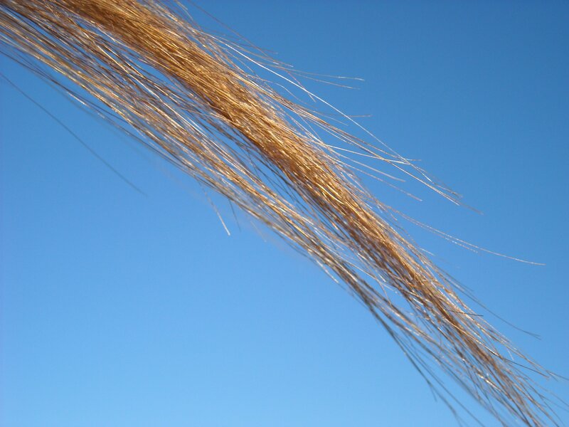 Blonde hair against blue sky