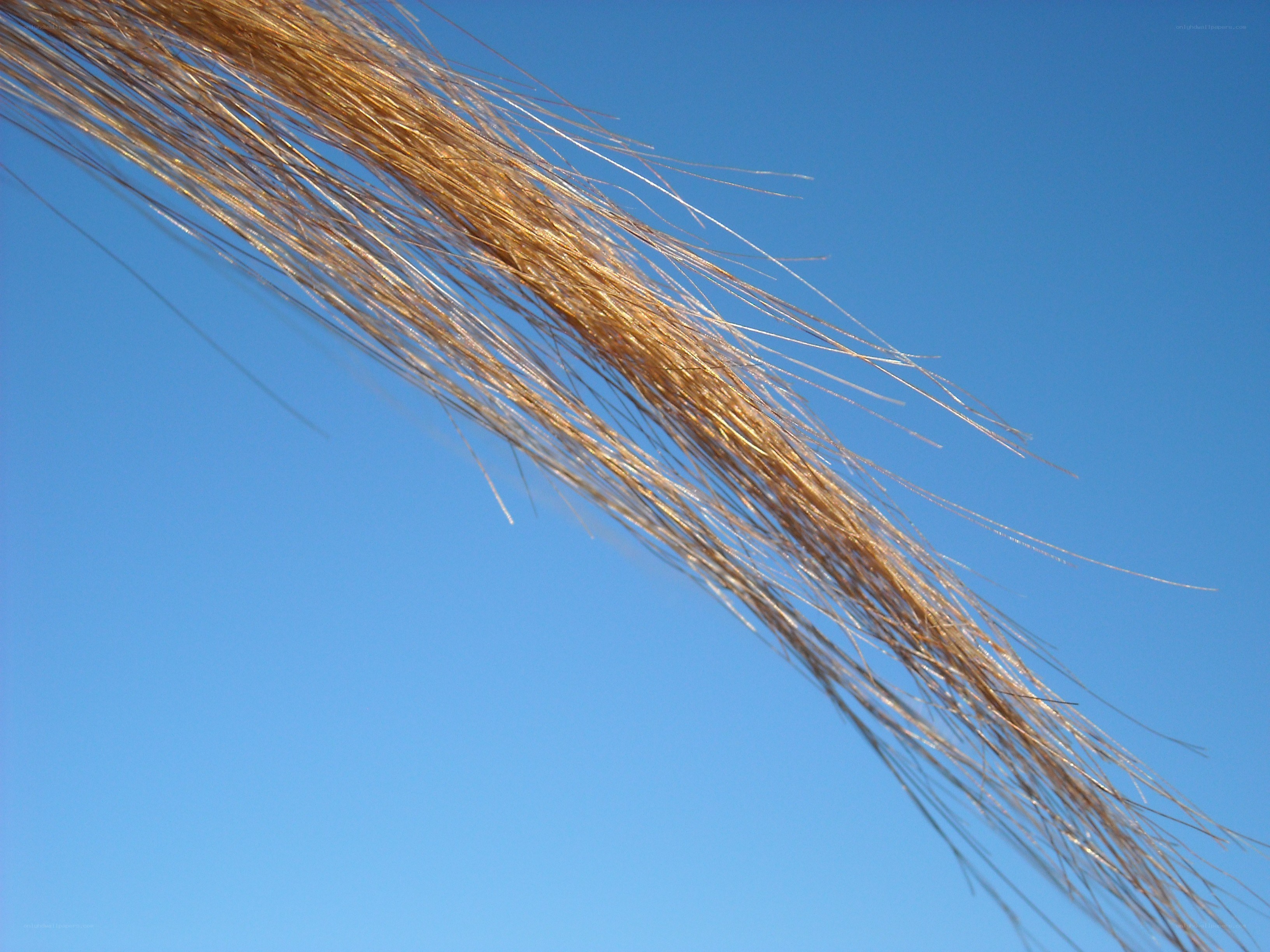 Blonde hair against blue sky