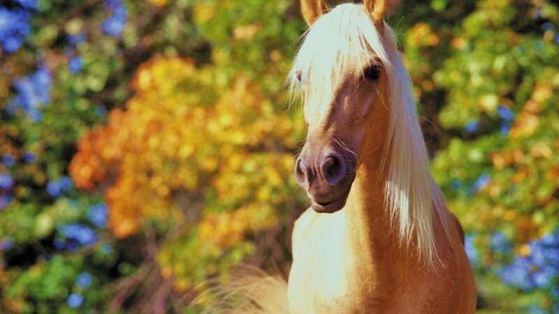Blonde Horse in Autumn