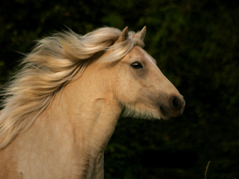Blonde Horse in Profile