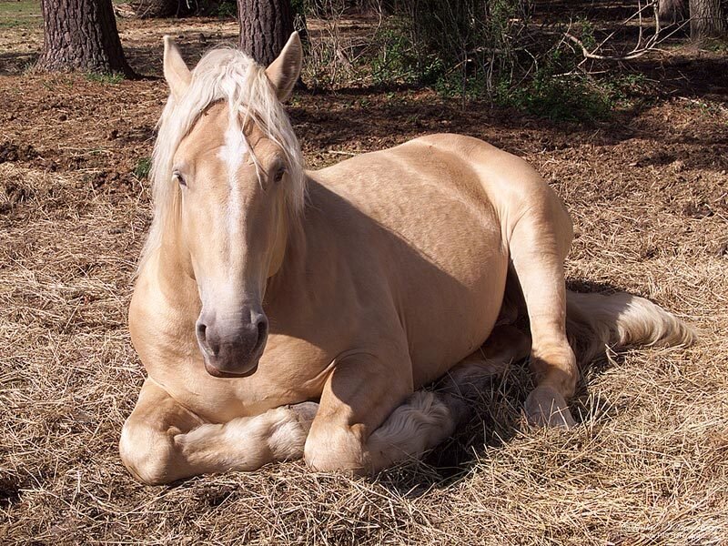 Blonde horse resting on hay
