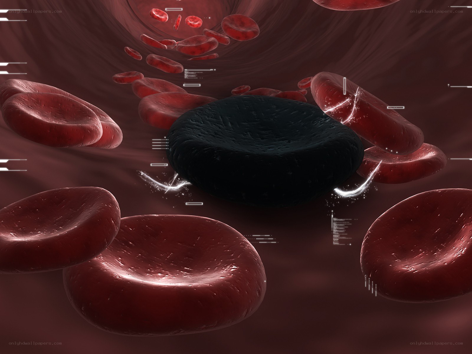 Blood cells in a vessel