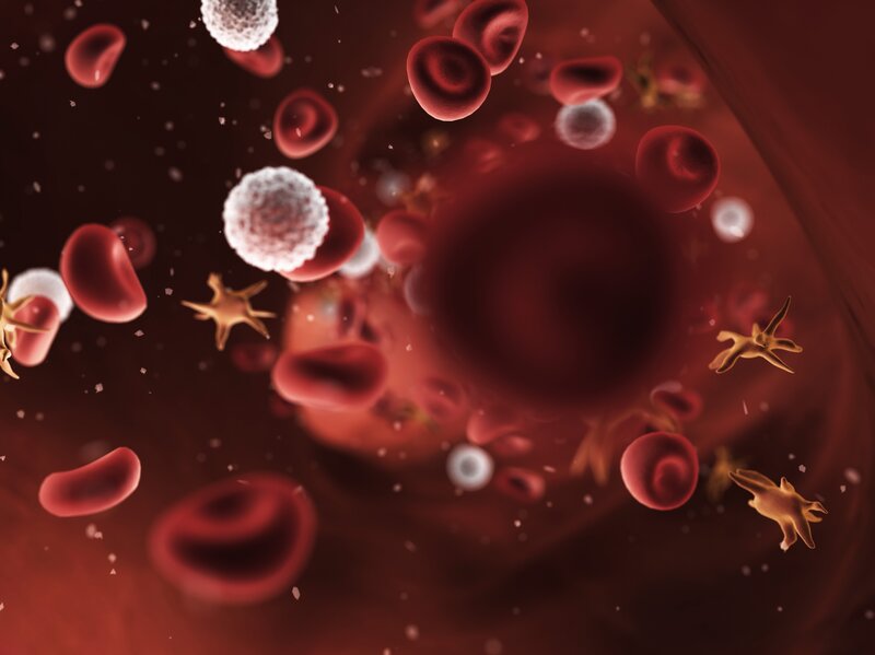 Blood cells in a vessel