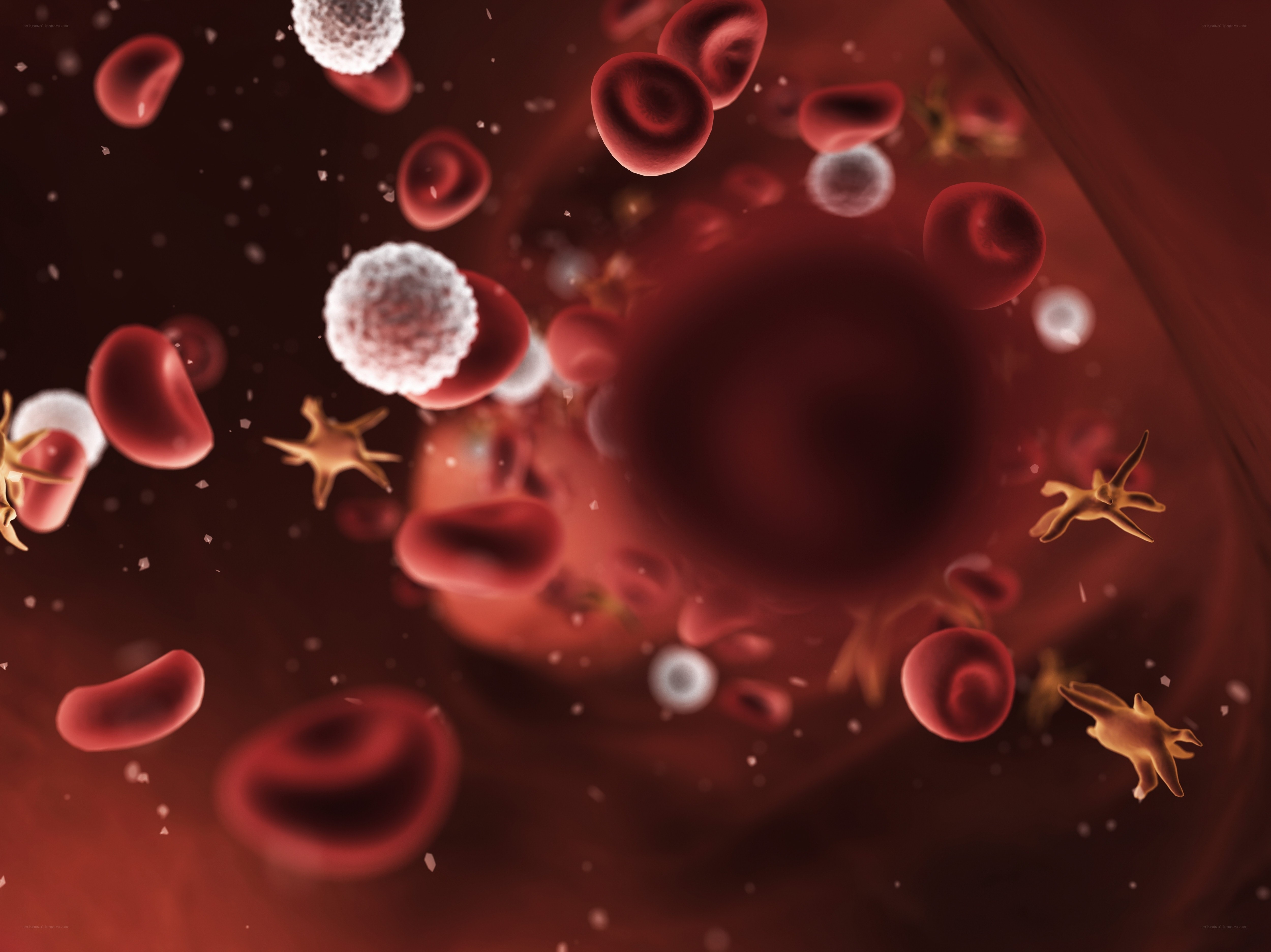 Blood cells in a vessel