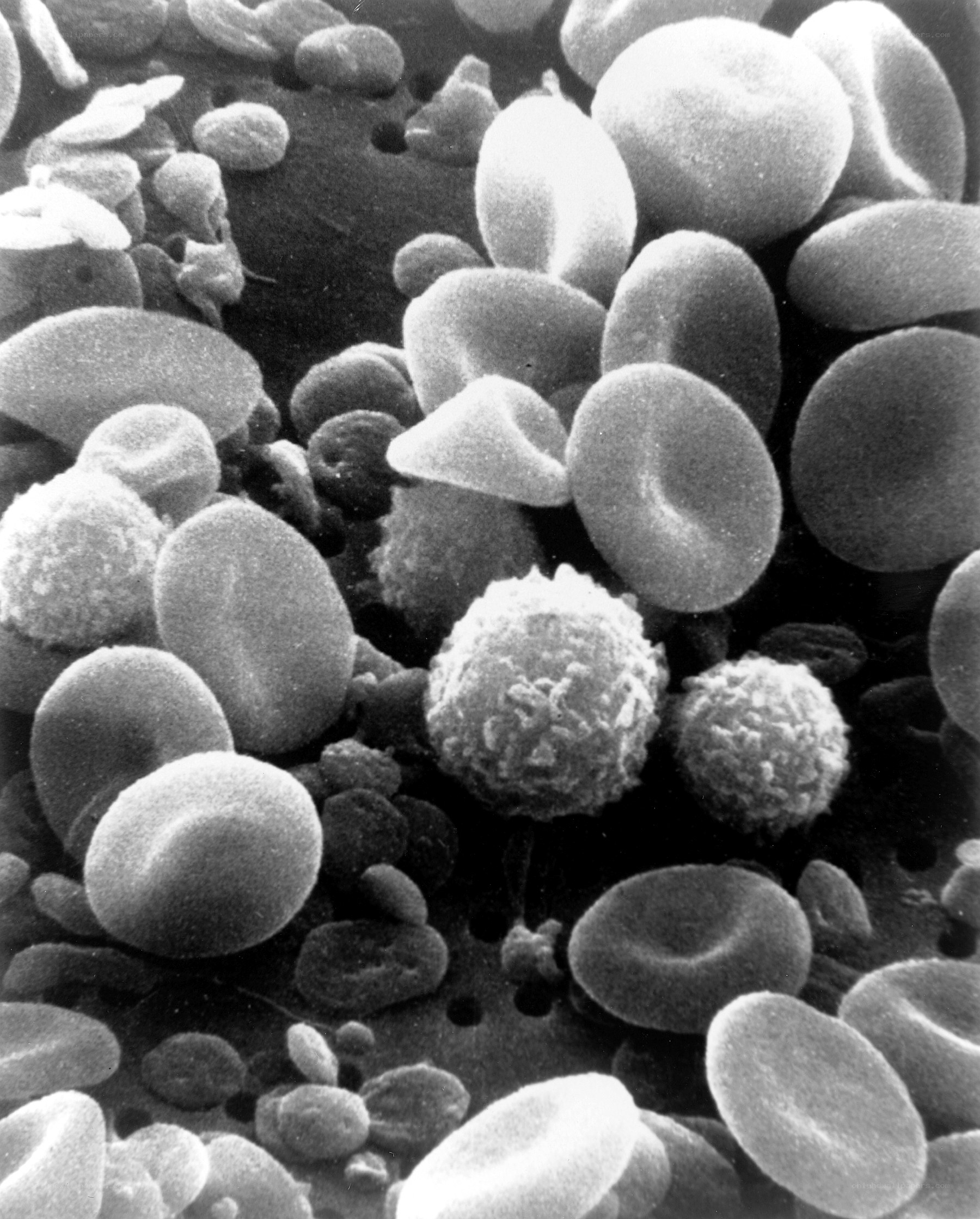 Blood cells under microscope