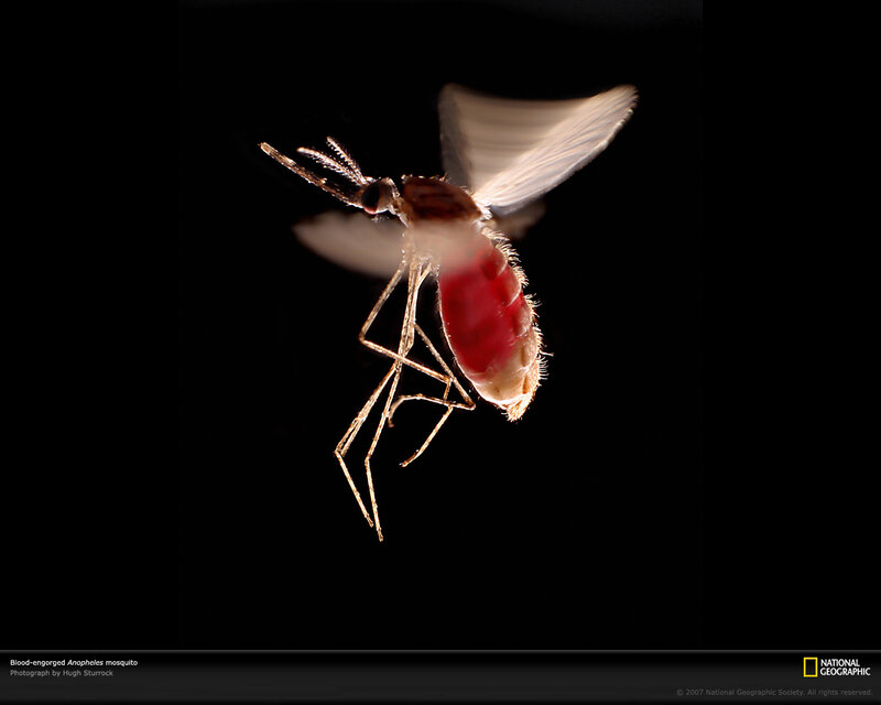 Blood-engorged mosquito in flight