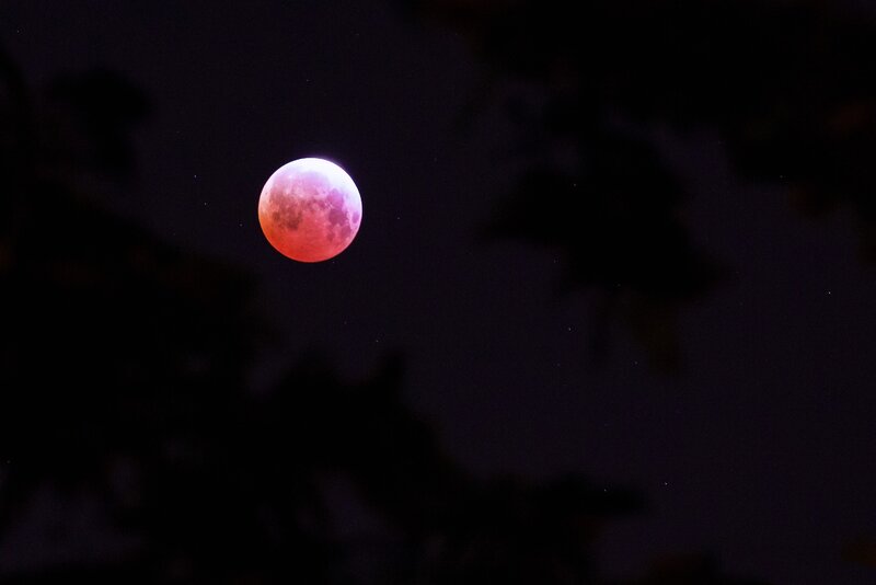 Blood Moon in Night Sky — Red, Dramatic, Photograph, Trees