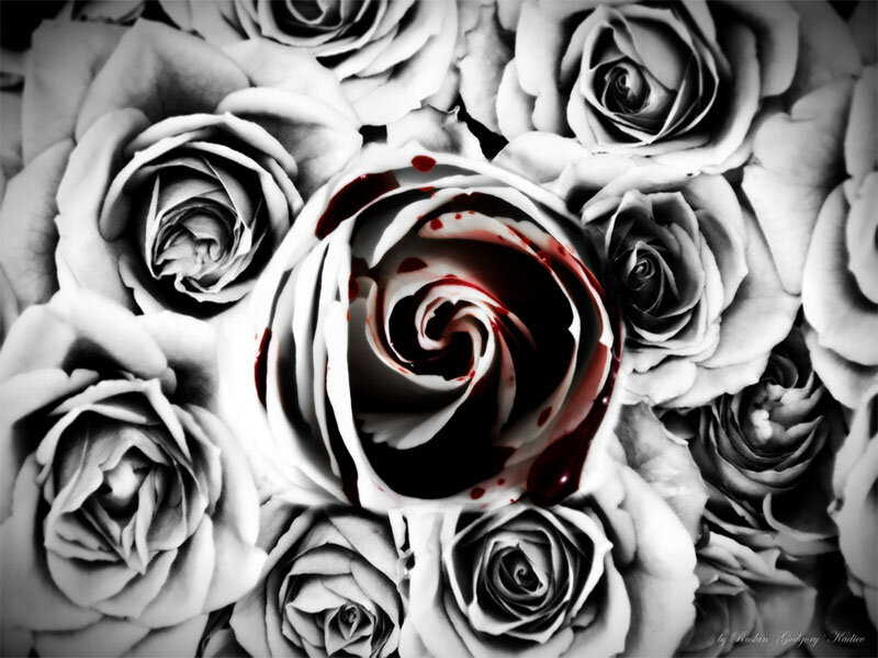 Blood-stained Rose
