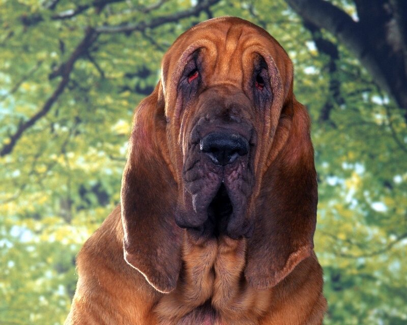 Bloodhound Dog — Brown, Calm, Afternoon, Photograph, Trees