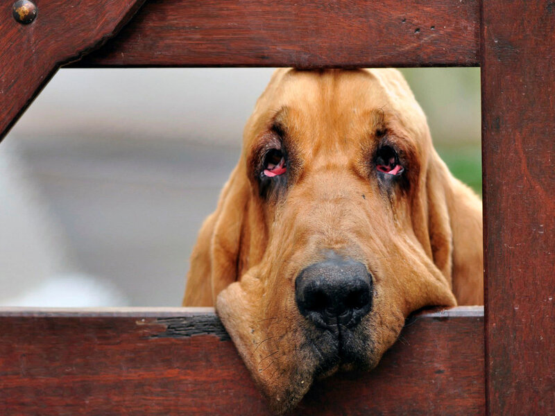 Bloodhound Dog — Brown