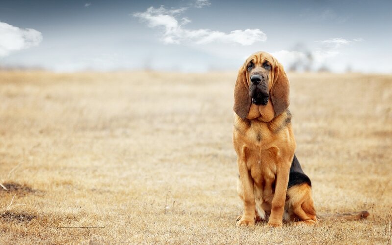 Bloodhound Dog in Field