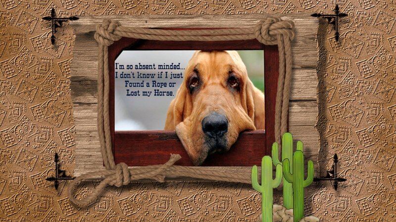 Bloodhound Dog in Frame
