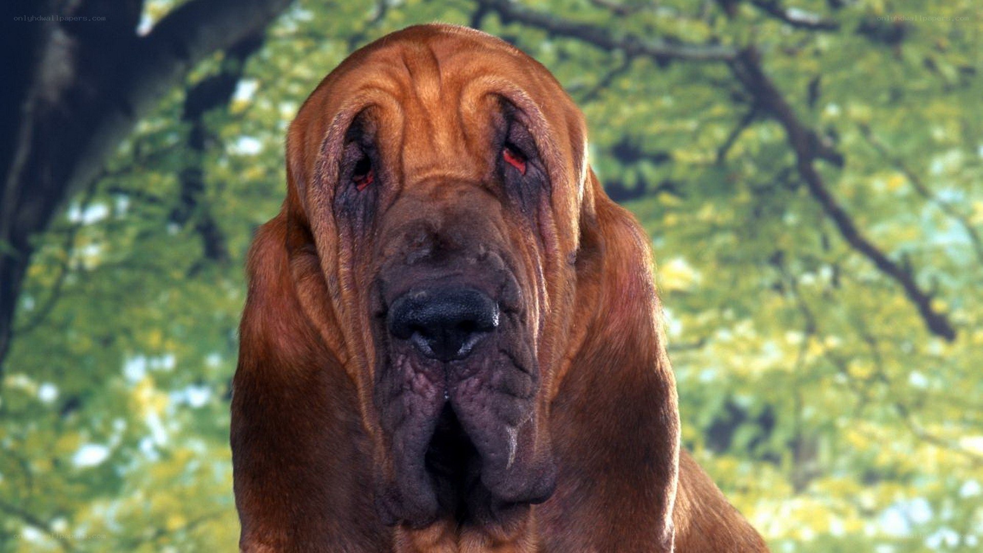 Bloodhound dog portrait