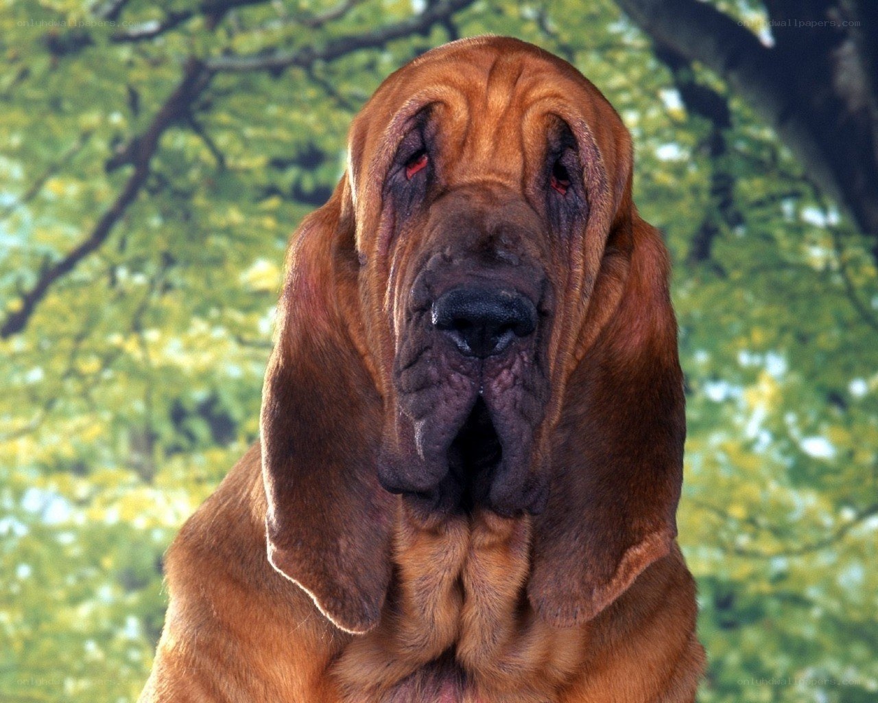 Bloodhound dog portrait