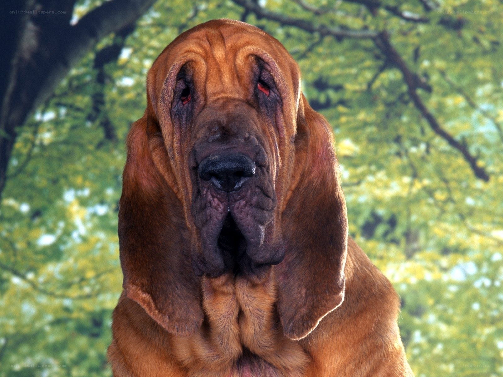Bloodhound dog portrait