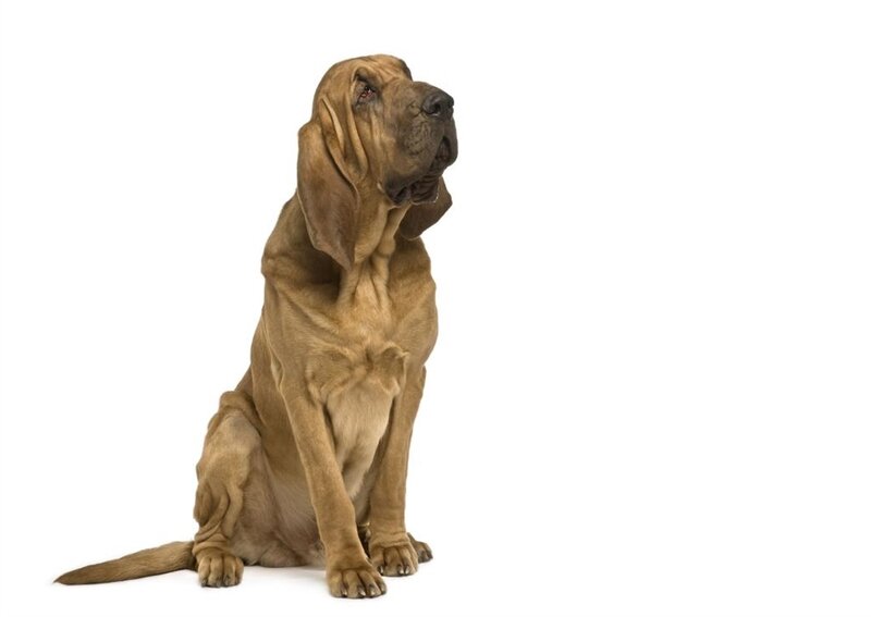 Bloodhound Dog Sitting — Brown