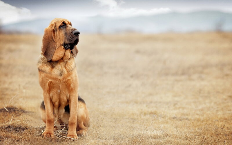 Bloodhound Dog Sitting