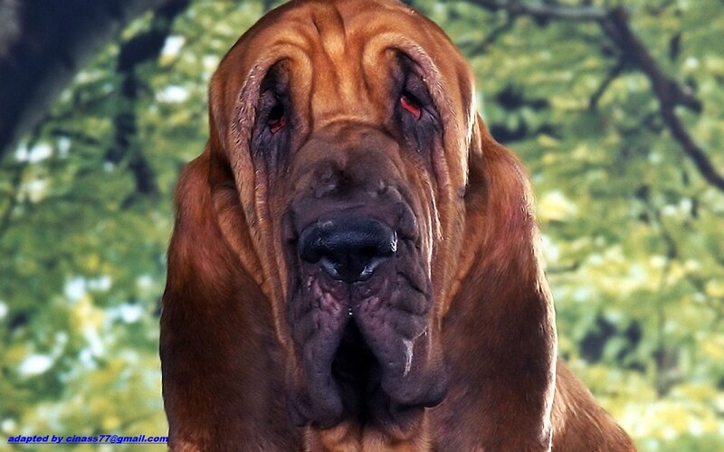 Bloodhound Dog