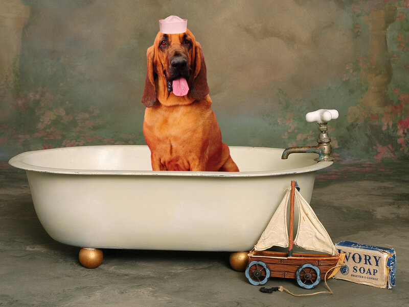 Bloodhound in Bathtub