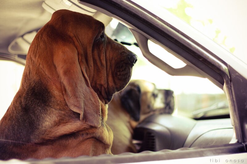 Bloodhound in Car