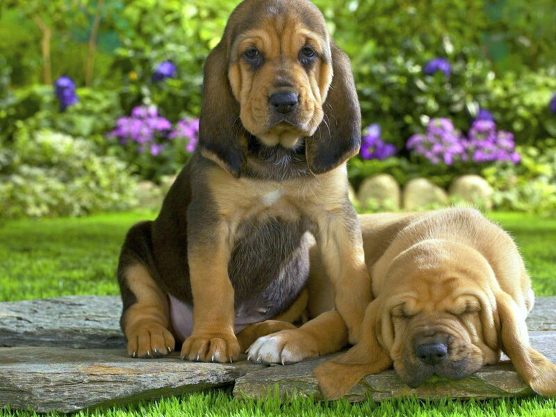 Bloodhound Puppies — Green