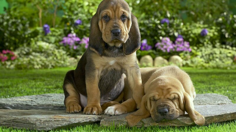 Bloodhound Puppies